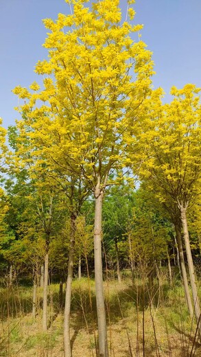 山西运城丛生金叶白蜡种植基地