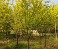 新疆博尔塔拉丛生金叶白蜡种植基地