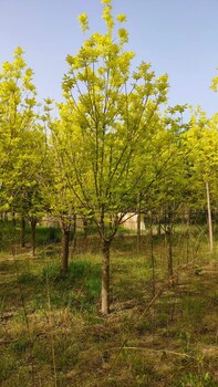 山東煙臺(tái)福山區(qū)金葉白蠟苗木基地自產(chǎn)自銷
