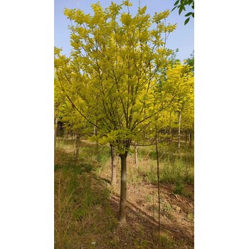 北京石景山叢生金葉白蠟種植基地