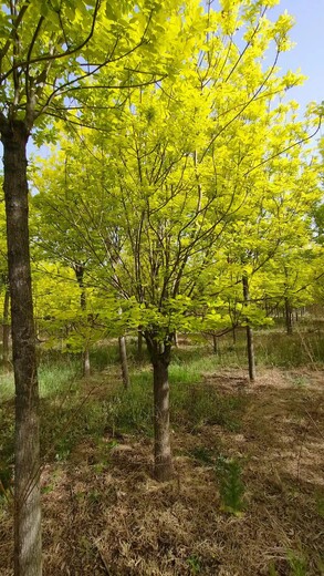 青海海西丛生金叶白蜡种植基地