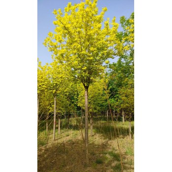 北京石景山叢生金葉白蠟種植基地