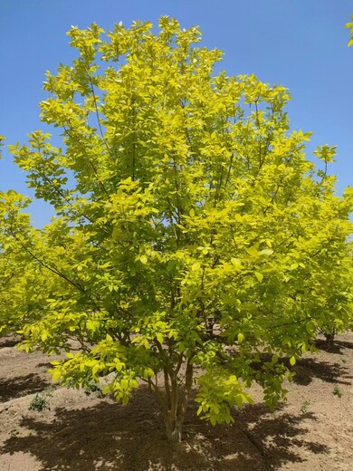 山東聊城臨清金葉白蠟種植基地供應(yīng)
