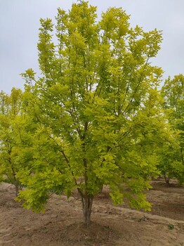 山东滨州惠民金叶白蜡种植基地自有苗木基地