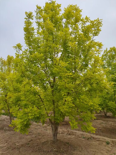 山西忻州丛生金叶白蜡繁殖基地