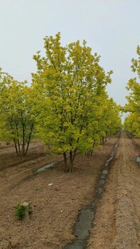 山东滨州惠民金叶白蜡种植基地自有苗木基地