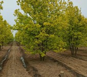 山东岚山区金叶白蜡种植基地自产自销