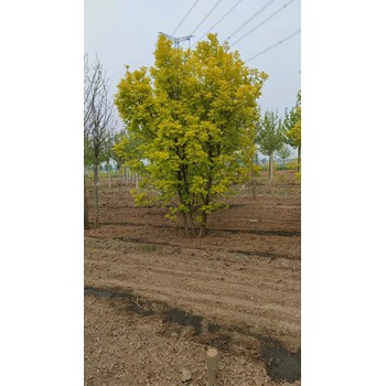 山東濰坊金葉白蠟基地自有苗木基地