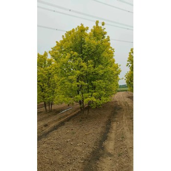 山東日照莒縣金葉白蠟基地自有苗木基地