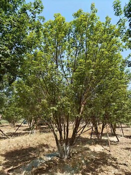 新疆塔城叢生五角楓苗木基地