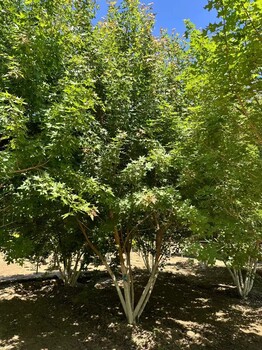上海靜安叢生五角楓種植基地