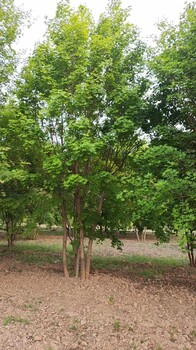 新疆塔城叢生五角楓苗木基地