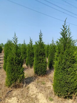 天津汉沽蜀桧基地