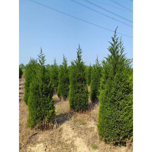 山東鄒平2.5米蜀檜種植基地2.5米蜀檜價格