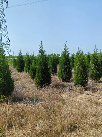 河北迁安蜀桧苗木基地