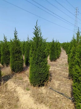 山东临淄区蜀桧苗圃基地批发