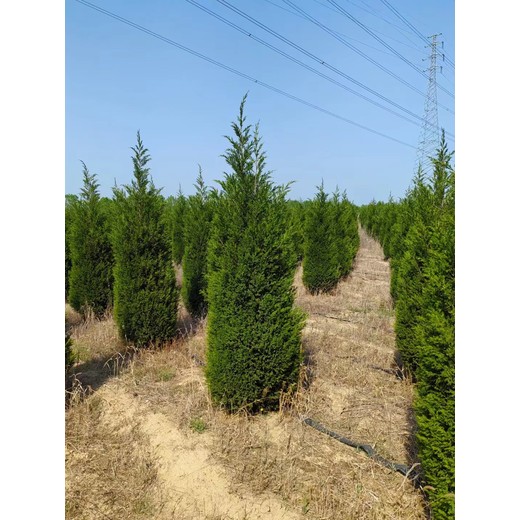 山東四方區(qū)蜀檜種植基地批發(fā)