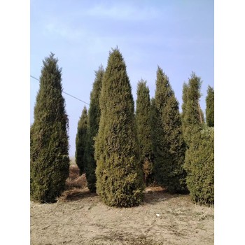 山東濟(jì)南商河蜀檜基地批發(fā)批發(fā)