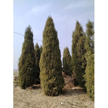 山東棗莊山亭區(qū)蜀檜苗圃基地批發(fā)