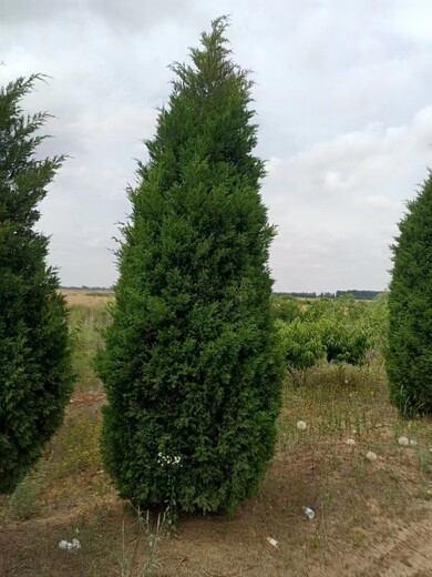 河南鶴壁蜀檜種植基地