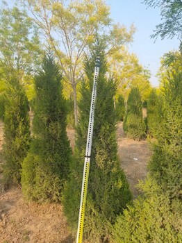 山東市北區(qū)2.5米蜀檜種植基地2.5米蜀檜價(jià)格