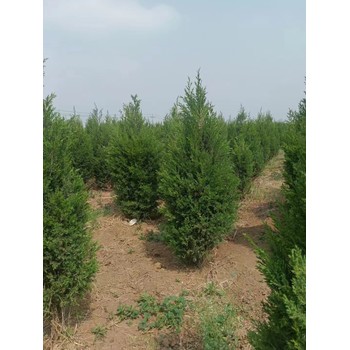 山東菏澤鄄城蜀檜生產(chǎn)基地批發(fā)