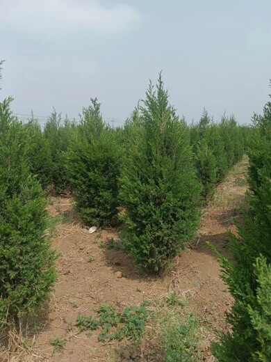 河南平顶山蜀桧种植基地