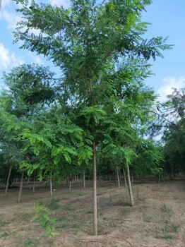 山西大同大同刺槐培育基地