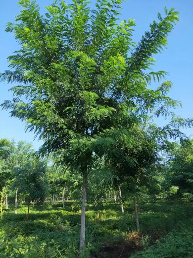 山東青島即墨刺槐生產(chǎn)基地自有苗木基地