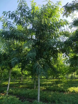 河南洛阳老城刺槐基地