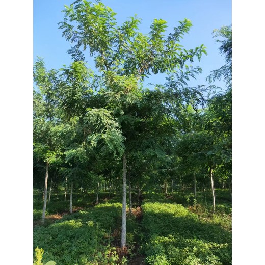 山東膠州刺槐培育基地