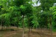  Ningxia Wuzhong Robinia pseudoacacia cultivation base