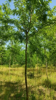 山東濟(jì)寧嘉祥刺槐基地批發(fā)自有苗木基地