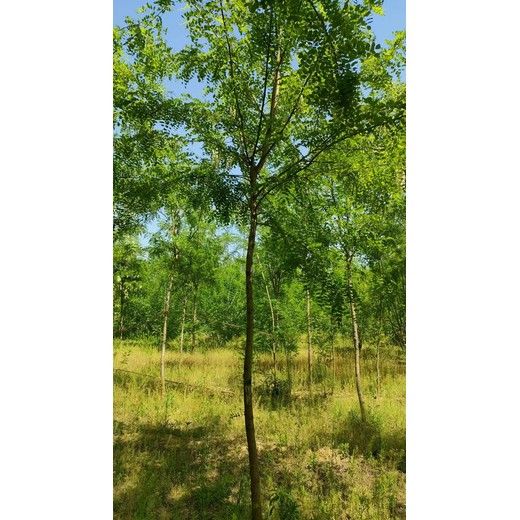 山东高唐刺槐树苗圃基地供应