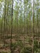 山東青島平度刺槐樹(shù)苗木基地自有苗圃基地