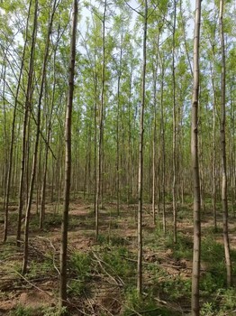 天津塘沽刺槐基地批发