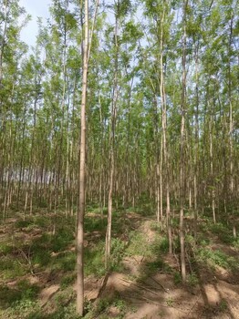 山東汶上刺槐生產(chǎn)基地自有苗木基地