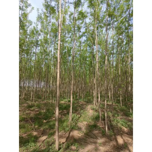 山東青島膠州刺槐樹苗圃基地自有苗木基地