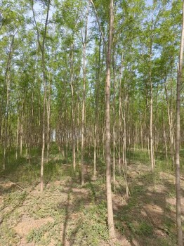 山東沾化區(qū)刺槐樹種植基地自有苗木基地