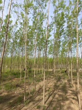 山东平阴刺槐树苗圃基地