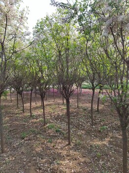 河北井陘礦區(qū)文冠果基地