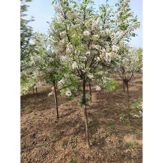 山東煙臺(tái)福山區(qū)文冠果苗圃基地