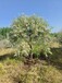  Henan Pingdingshan Jiaxian Xanthoceras sorbifolia Nursery Base