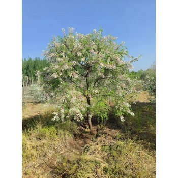 山東泰山區文冠果種植基地