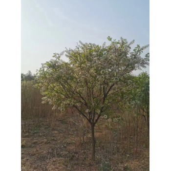 山東棗莊市中區(qū)文冠果種植基地
