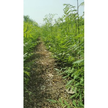 山东临沂临沭文冠果种植基地