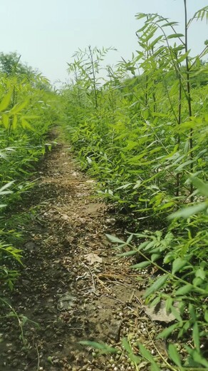 山東菏澤曹縣文冠果生產(chǎn)基地