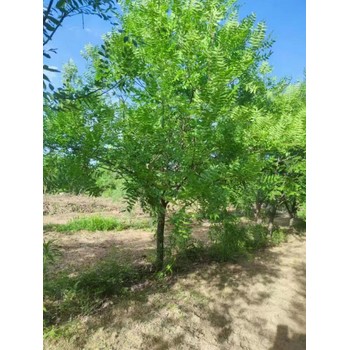 山東開發區文冠果種植基地
