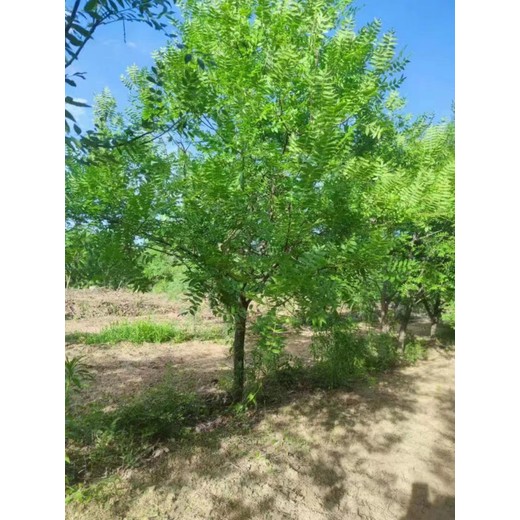 河北承德鷹手營子礦區(qū)文冠果培育基地