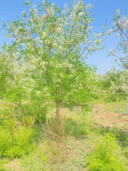 河北井陘礦區(qū)文冠果基地